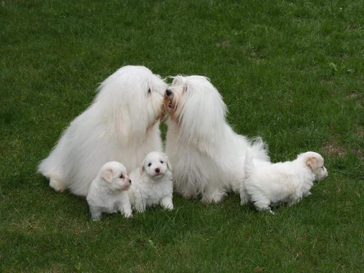 Coton de Tulear Coton de Tulear