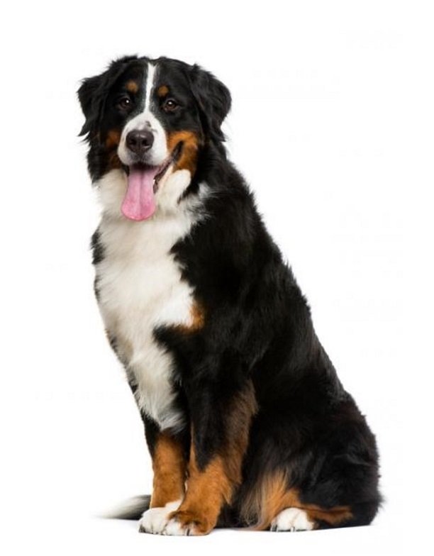 Canil bernese são paulo Clearance