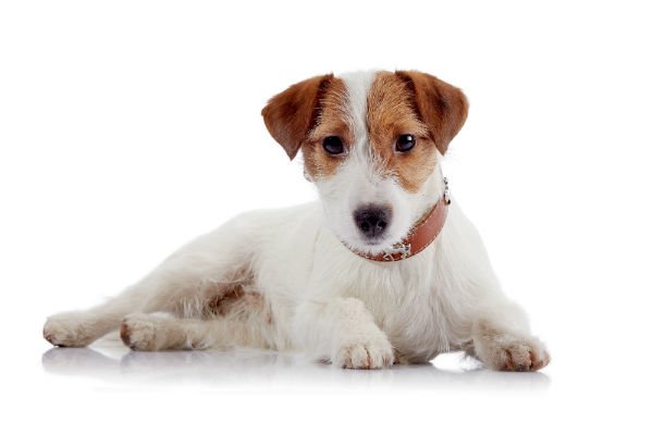 filhotes de jack russell comprar Jack Russell Terrier