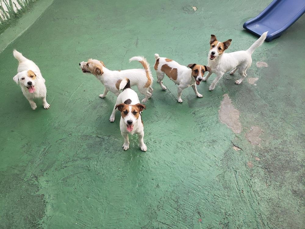 Jack Russell terrier 33 Reservas de Filhotes