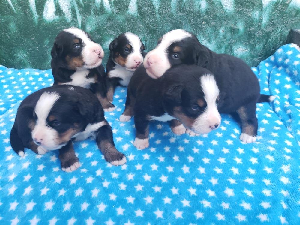 boiadeiros bernes bernese mountain dog41 Reservas de Filhotes