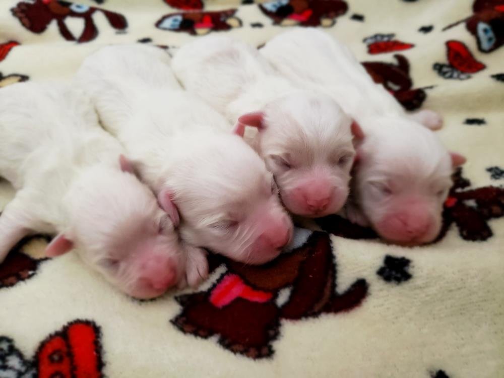 Berçário coton de tulear1 1 Berçário