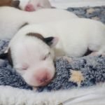 %name Jack Russell Terrier