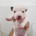 %name Jack Russell Terrier