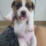 %name Jack Russell Terrier