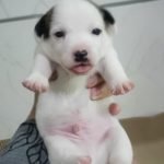 %name Jack Russell Terrier
