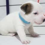 %name Jack Russell Terrier