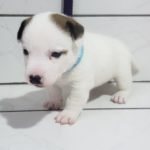 %name Jack Russell Terrier