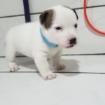 %name Jack Russell Terrier