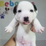 %name Jack Russell Terrier