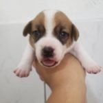 %name Jack Russell Terrier