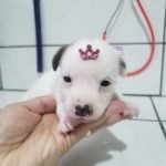 %name Jack Russell Terrier