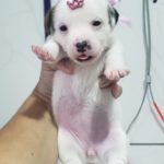 %name Jack Russell Terrier