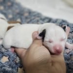 %name Jack Russell Terrier