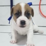 %name Jack Russell Terrier