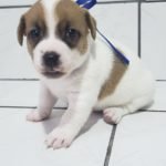 %name Jack Russell Terrier