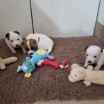 %name Jack Russell Terrier
