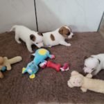 %name Jack Russell Terrier