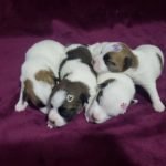 %name Jack Russell Terrier