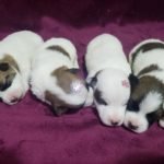 %name Jack Russell Terrier