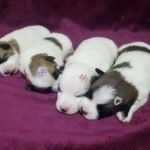 %name Jack Russell Terrier