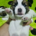 %name Jack Russell Terrier