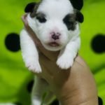 %name Jack Russell Terrier