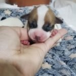 %name Jack Russell Terrier