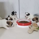 %name Jack Russell Terrier