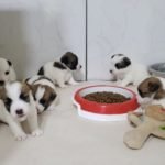 %name Jack Russell Terrier