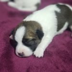 %name Jack Russell Terrier
