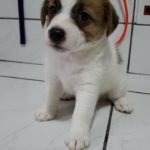 %name Jack Russell Terrier