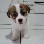 %name Jack Russell Terrier