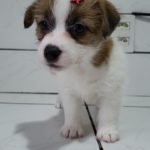 %name Jack Russell Terrier