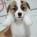 %name Jack Russell Terrier