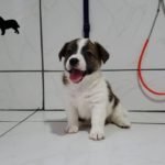 %name Jack Russell Terrier