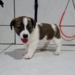 %name Jack Russell Terrier