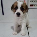 %name Jack Russell Terrier
