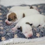 %name Jack Russell Terrier