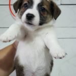 %name Jack Russell Terrier