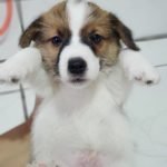 %name Jack Russell Terrier