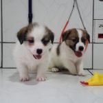 %name Jack Russell Terrier