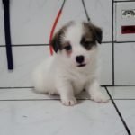 %name Jack Russell Terrier