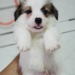 %name Jack Russell Terrier