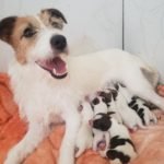 %name Jack Russell Terrier