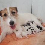 %name Jack Russell Terrier