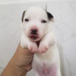 %name Jack Russell Terrier