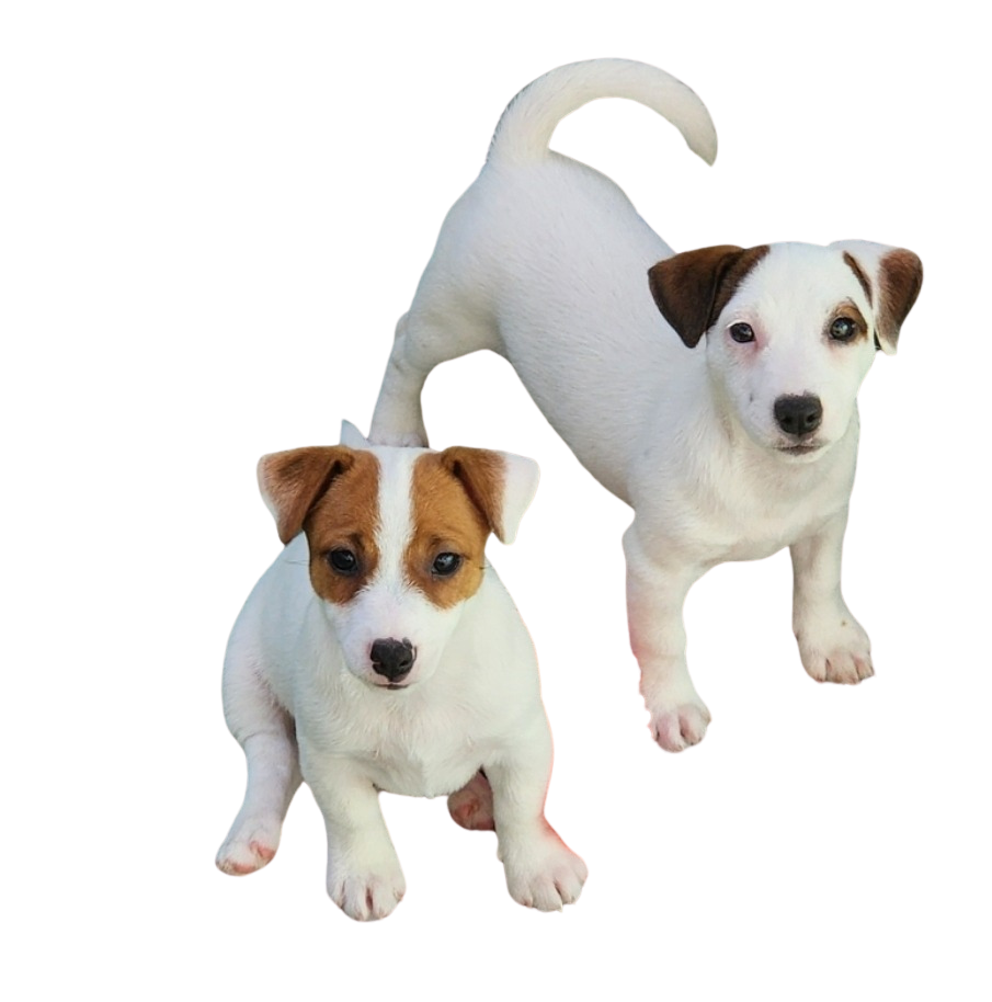 Canil Ballantine Jack Russel | Coton de Tulear | Bernese Screenshot 20240910 160400 Gallery Editado Canil Ballantine Jack Russel | Coton de Tulear | Bernese
