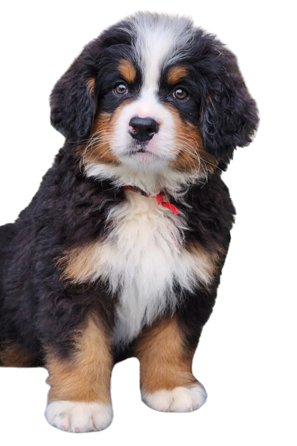 filhotes de bernese montain dog boiadeiro bernese em sp3 Editado Bernese Mountain Dog