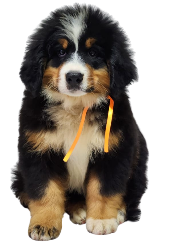 filhotes de bernese montain dog boiadeiro bernese em sp47 Editado Bernese Mountain Dog
